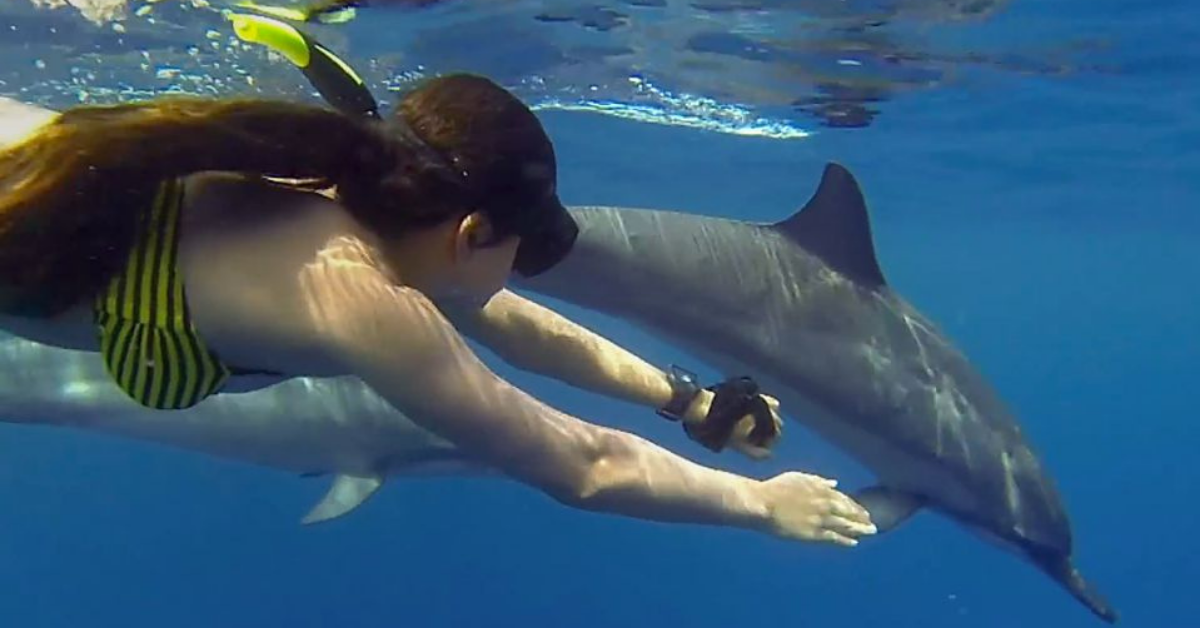 Dolphin Watching in Zanzibar