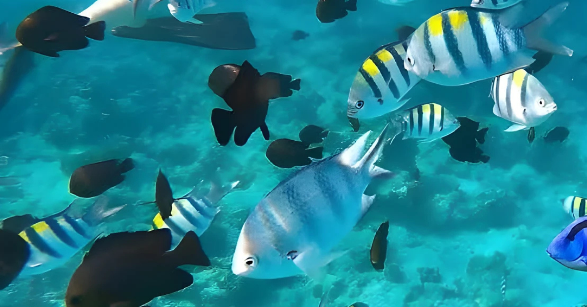 Safari Blue Zanzibar Tour